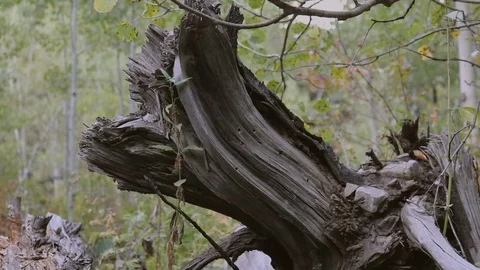 Tracking Old Tree Roots Stock Footage 94845169