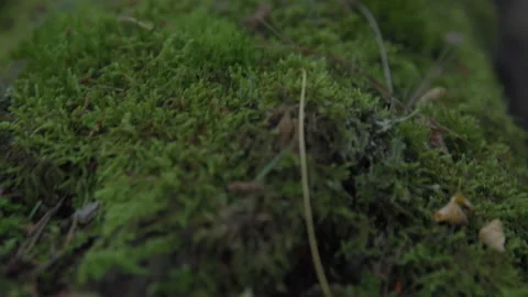 Tracking Out Along A Moss Covered Log, extreme close-up Stock Footage 307704035