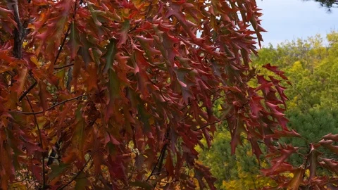 Tracking out of autumn leaves Stock Footage 100138596
