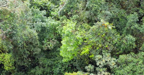 Tracking over the canopy of montane rainforest Stock Footage 269448486