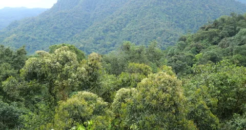 Tracking over the canopy of montane rainforest Stock Footage 269451196