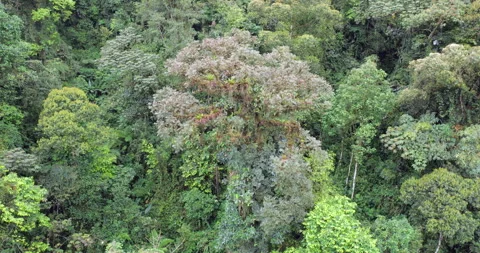 Tracking over the canopy of montane rainforest Stock Footage 269451946