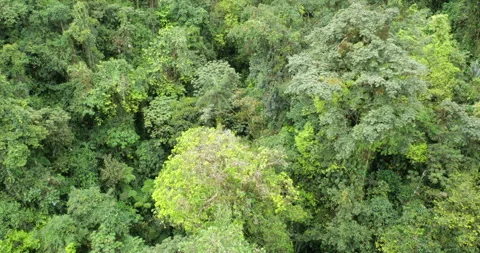 Tracking over the canopy of montane rainforest Stock Footage 269452877