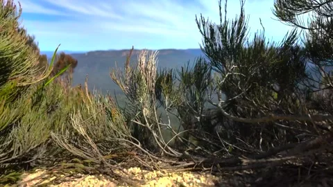 Tracking over the cliff in the Blue Mountains NSW. Stock Footage 318639189