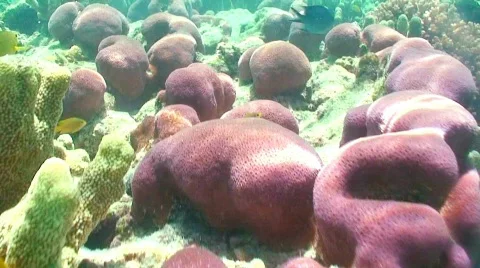 Tracking over the reef Stock Footage 330776