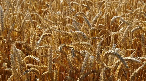 Tracking over ripe wheat in field Video stock 53205261
