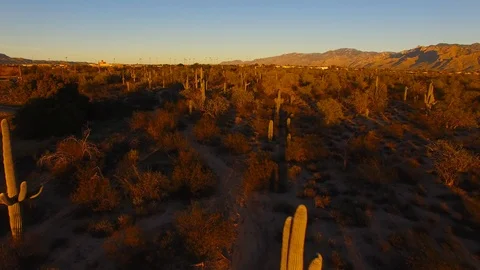 Tracking over Saguaros in Tucson Video stock 123778460