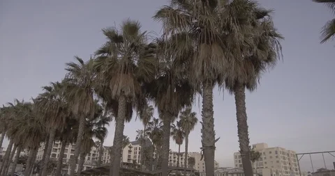 Tracking Palm Trees CloseUp In Santa Monica, California Stock Footage 87385537