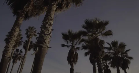 Tracking Palm Trees In Santa Monica, California Stock Footage 87383350