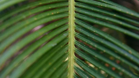 Tracking pan motion of trembling shaking in the wind green palm leaf in forest Stock Footage 132703076