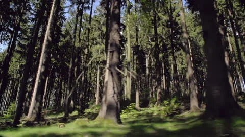 Tracking past a forest Video stock 24575009