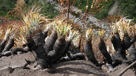 Tracking past Puya plants burned in a forest fire, Ecuador Vídeo Stock 169194875