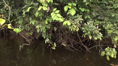 Tracking past trees growing over the river Stock Footage 119291325