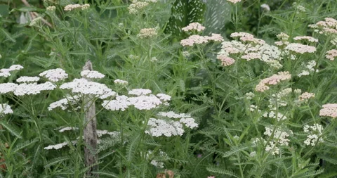 Tracking past white flowers Stock Footage 132471023