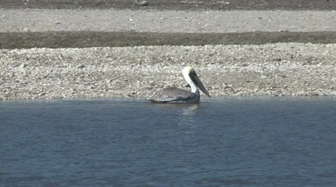 Tracking pelican Stock Footage 7747856