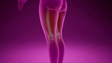 A Tracking up pink 3D female model as x-ray scans up body Stock Footage 155224020
