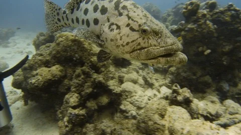 Tracking a potato cod Stock Footage 82661540