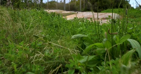 Tracking raising shot of wild wind blowing long grass on ocean cliff 01 Stock Footage 137623810