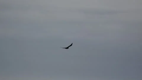 Tracking Raven in Flight Beneath Cloudy Sky in Ilulissat Greenland Stock Footage 345579051