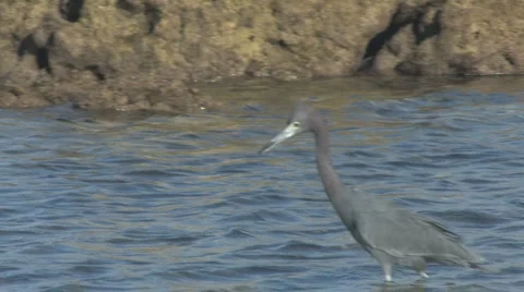 Tracking reddish egret Video stock 5685368