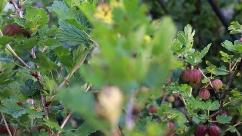 Tracking right across fresh green gooseberries growing on bush branch Stock Footage 333746257