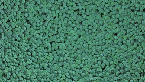 Tracking Right on Dense Green Duckweed Pond Texture 4K HLG Stock Footage 345619306