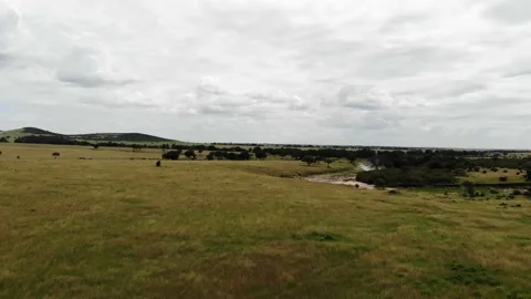 Tracking right on open grass area in Africa Stock Footage 155462571