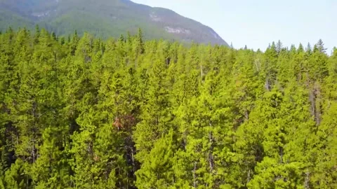Tracking right rising shot on forest and mountains Stock Footage 160807743