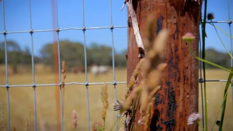Tracking right, rustic fence and wild flowers in foreground Stock Footage 126614884