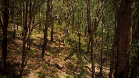 Tracking right through Australian tree tops to forest floor with sun and shadows Stock Footage 125064187