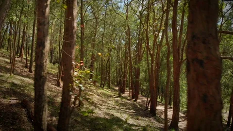 Tracking right through regenerated Australian native trees to dirt track Stock Footage 125064944