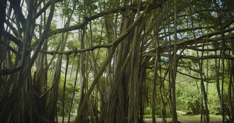 Tracking Right Tilt Down with Pan Banyan Tree Forest Trunks, 4K60p Stock Footage 101067859