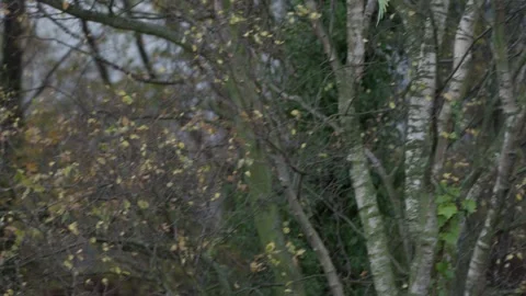 Tracking of Rose-ringed parakeet taking off and flying to perch on leafless tree Stock Footage 253204098
