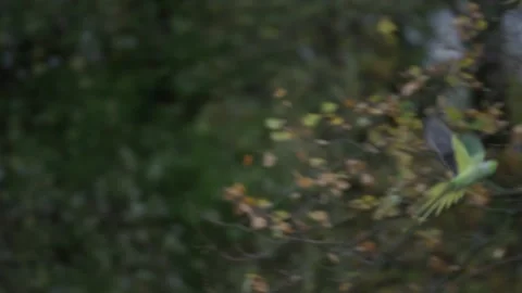 Tracking of Rose-ringed parakeet taking off and flying to perch on leafless tree Stock Footage 253204409