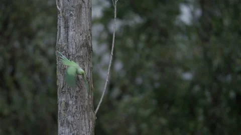Tracking of Rose-ringed parakeet taking off and flying to perch on leafless tree 스톡 동영상 253217332