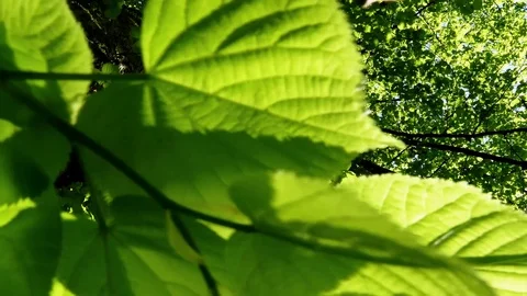 Tracking rotating under trees in sunlight Stock Footage 75453355