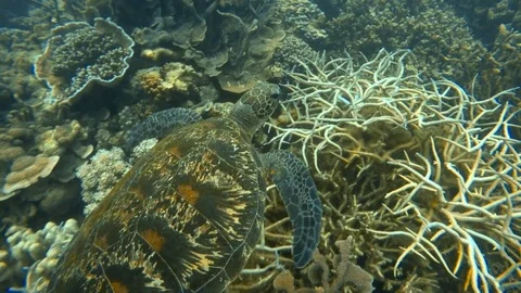 Tracking a sea turtle underwater Video stock 88467996