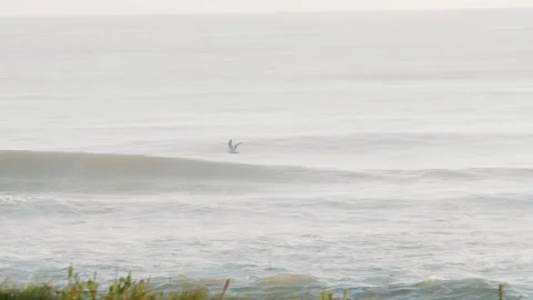 Tracking Seagull Flying Along Beach with Waves Breaking Stock Footage 137041182