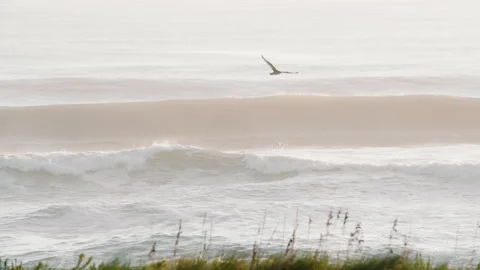 Tracking Seagull Flying Over Beach with Waves Breaking Stock Footage 137041179