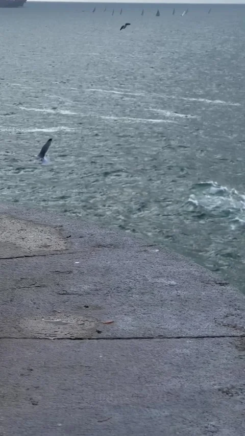 Tracking seagull flying over sea in Cascais, Portugal in winter. Vertical video Stock Footage 241023774
