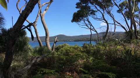 Tracking seaside woods Stock Footage 159318023