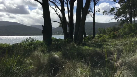 Tracking seaside woods Stock Footage 159328124