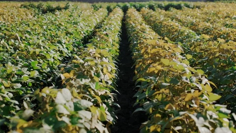Tracking Shoot or Panorama. Green Field of Plant Bushes. Cultivation Stock Footage 148803688