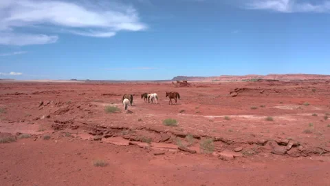 Tracking shot of 5 wild horses in the Painted Desert near Tuba City, AZ Stock Footage 162489503