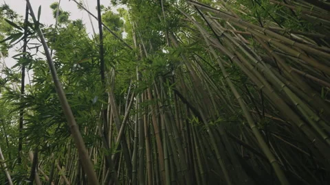 Tracking Shot Across Bamboo Forest in Tropical Island 4K Stock Footage 267048942