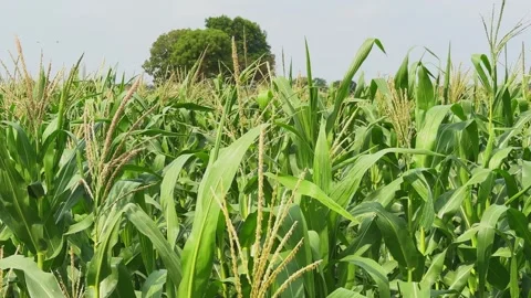 Tracking Shot Across Corn Tassels in Mature Maize Field Under Bright Daylight Stock Footage 340253022