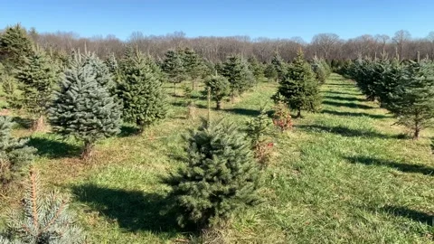 Tracking Shot Across Rows of Trees at a Christmas Tree Farm in December 動画素材 224080753