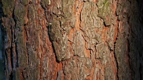 Tracking Shot Across Sunlit Pine Tree Bark in a Forest Stock Footage 314464979