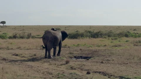 Tracking shot African elephant (Loxodonta africana) family on grasslands Stock Footage 328196967