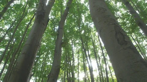 Tracking Shot Along Beech Trees Stock Footage 36646518